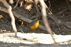 Basileuterus lachrymosus