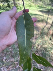 Corymbia citriodora