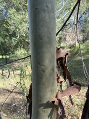 Corymbia citriodora
