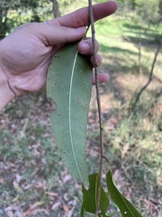 Corymbia citriodora