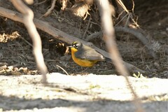 Basileuterus lachrymosus