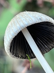 Setulosi