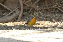 Basileuterus lachrymosus