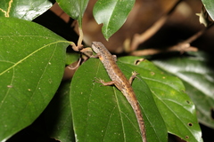 Saproscincus spectabilis