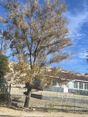 Ulmus pumila