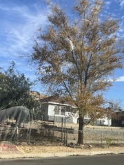 Ulmus pumila