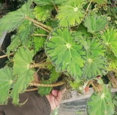 Begonia bowerae