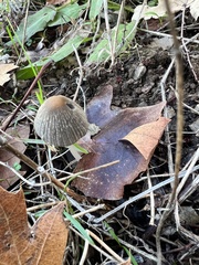 Setulosi
