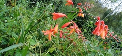Crocosmia aurea