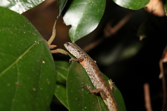 Saproscincus spectabilis