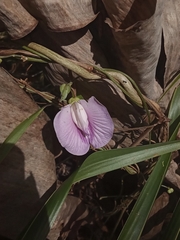 Centrosema virginianum