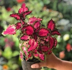 Coleus scutellarioides