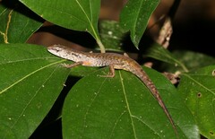 Saproscincus spectabilis