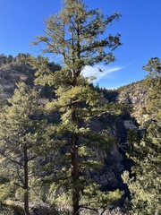 Pseudotsuga menziesii