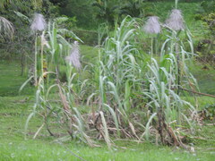 Saccharum spontaneum