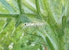 Myelois circumvoluta