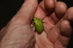 Anoplognathus prasinus