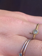 Liometopum occidentale