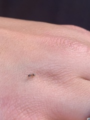 Liometopum occidentale