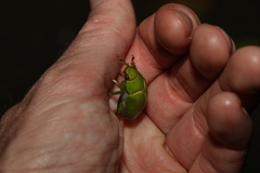 Anoplognathus prasinus