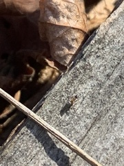 Liometopum occidentale