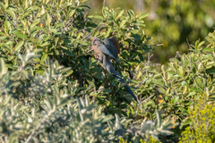 Urocolius indicus indicus