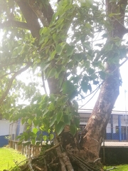 Gmelina arborea