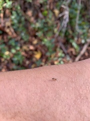 Liometopum occidentale