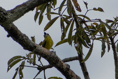 Todirostrum chrysocrotaphum