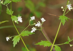 Teucrium corymbosum