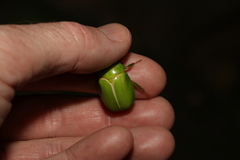 Anoplognathus prasinus