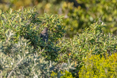 Urocolius indicus indicus