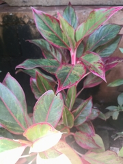 Aglaonema commutatum
