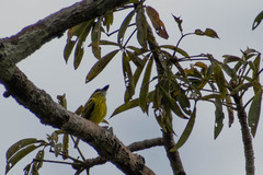 Todirostrum chrysocrotaphum