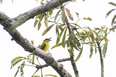 Todirostrum chrysocrotaphum