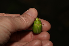 Anoplognathus prasinus