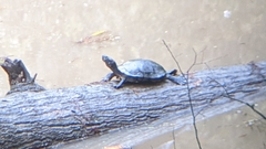 Deirochelyinae