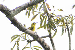Todirostrum chrysocrotaphum