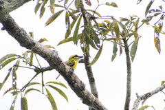 Todirostrum chrysocrotaphum