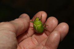 Anoplognathus prasinus