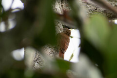 Xiphorhynchus guttatus