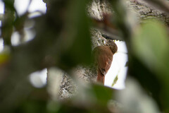 Xiphorhynchus guttatus