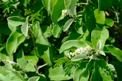 Croton conduplicatus