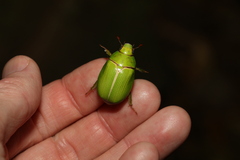 Anoplognathus prasinus