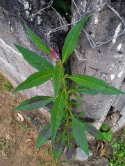 Celosia spicata