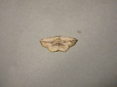 Eusarca concomitaria