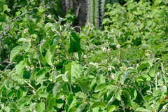 Croton conduplicatus