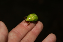 Anoplognathus prasinus