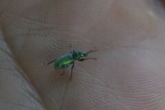 Phyllobius argentatus