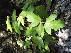 Toxicodendron radicans verrucosum